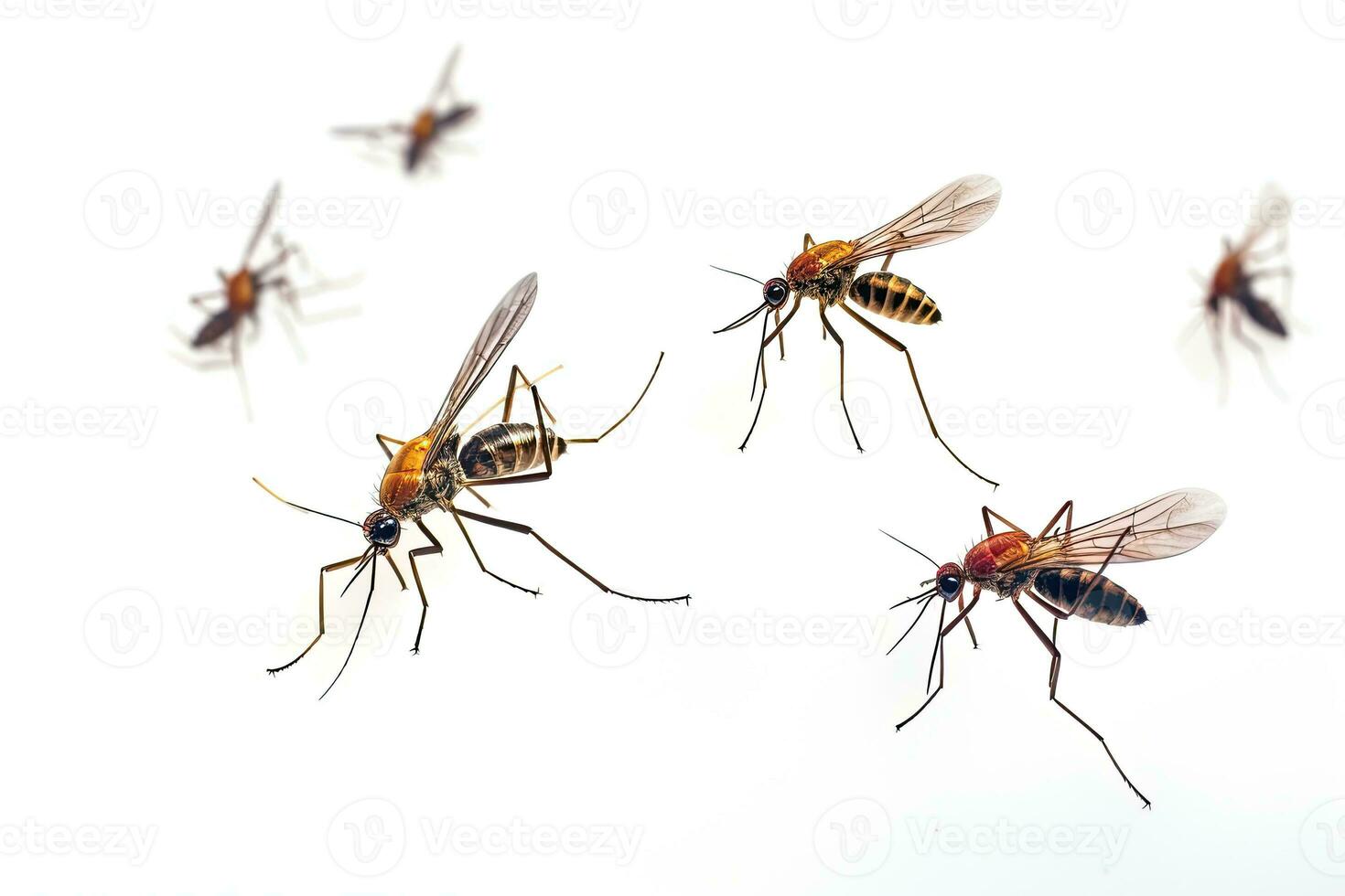 Aedes mosquito, Flying aedes mosquitoes isolated on white background. Mosquitoes are carriers of dengue fever and malaria. Dengue, Chikungunya, Mayaro, Yellow fever. Generative Ai photo