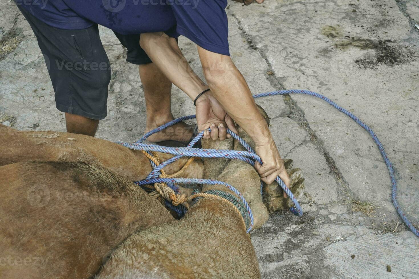 The Feast of Sacrifice or Qurban. The slaughterer is preparing the cow before the slaughter during Eid Al-Adha. photo