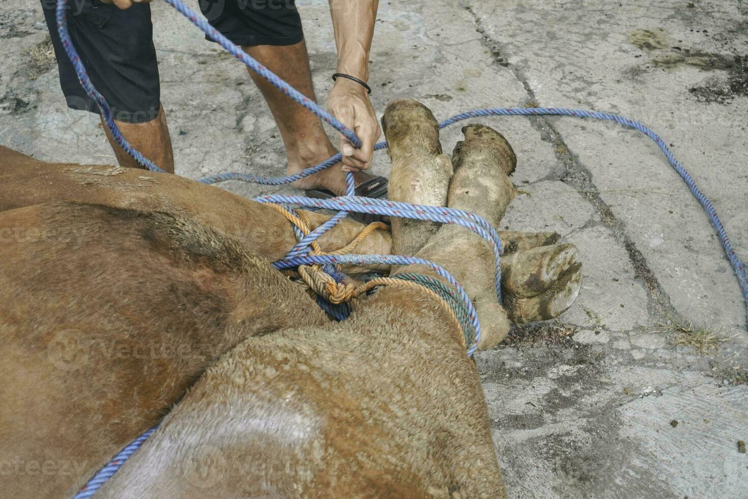 The Feast of Sacrifice or Qurban. The slaughterer is preparing the cow before the slaughter during Eid Al-Adha. photo