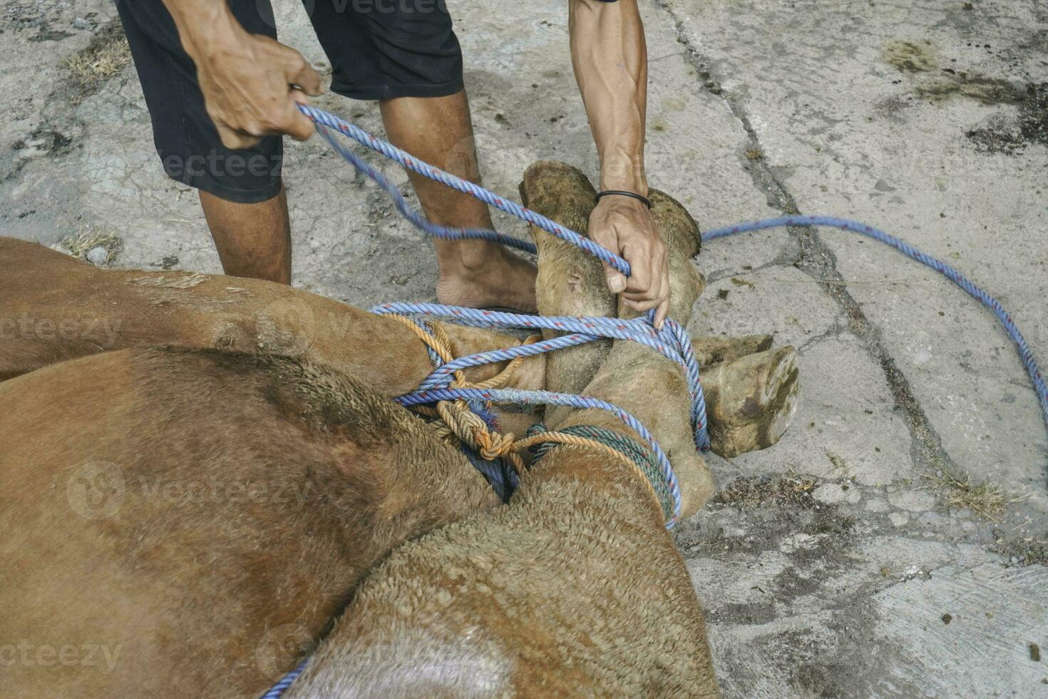 The Feast of Sacrifice or Qurban. The slaughterer is preparing the cow before the slaughter during Eid Al-Adha. photo