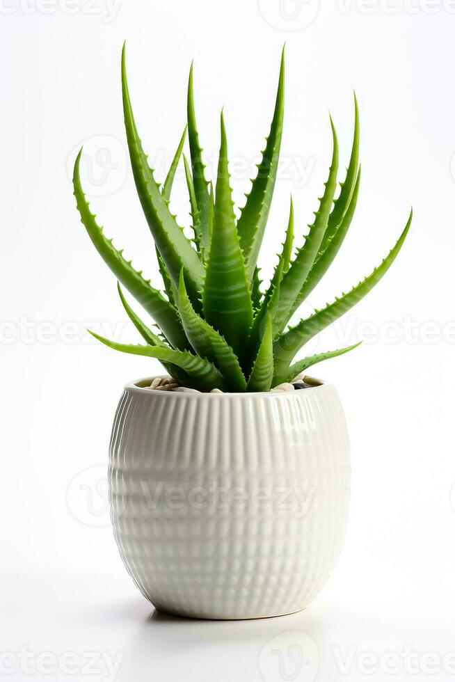 Aloe vera in ceramic pot isolated on white background photo