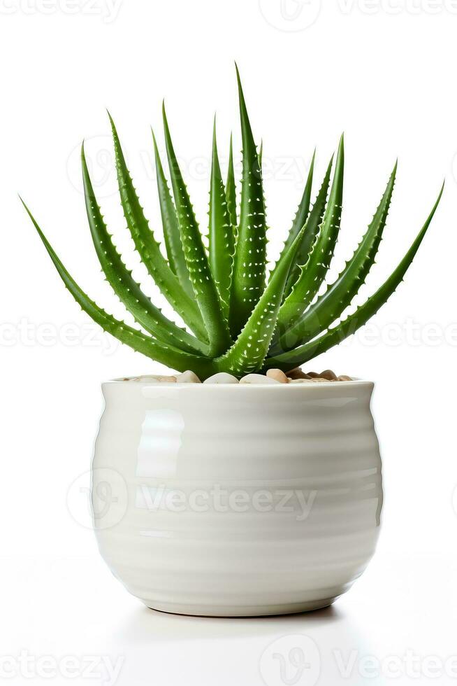 Aloe vera in ceramic pot isolated on white background photo