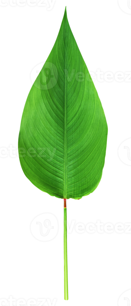 Turmeric leaf PNG