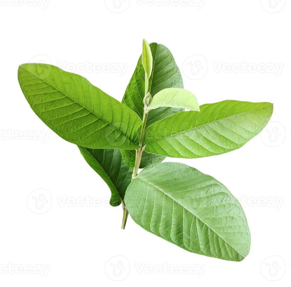 green guava leaves on a white background, green, leaf, plant, eco, nature, tree branch, isolated, close up, background, natural, tree, fresh, garden, spring, summer, foliage photo