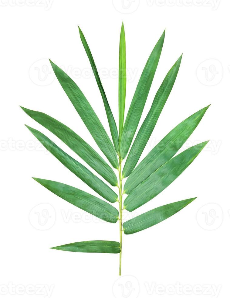 a green bamboo leaf is shown on a white background, green, leaf, plant, eco, nature, tree branch, isolated, close up, background, natural, tree, fresh, garden, spring, summer, foliage photo