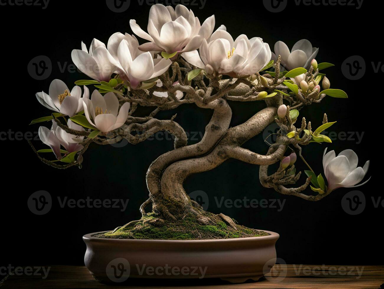 An exquisite bonsai magnolia tree, extremely detailed perfect flowers with plush waxy petals, Generative AI photo