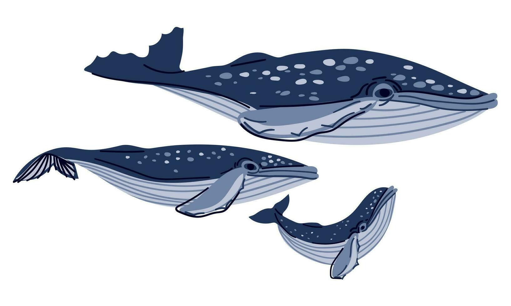 un familia de dibujos animados ballenas en un blanco antecedentes. papá, mamá y bebé en azul colores. ilustración de el jorobado ballena familia. linda animales nadar juntos. a rayas y manchado acuático animales, pescado vector