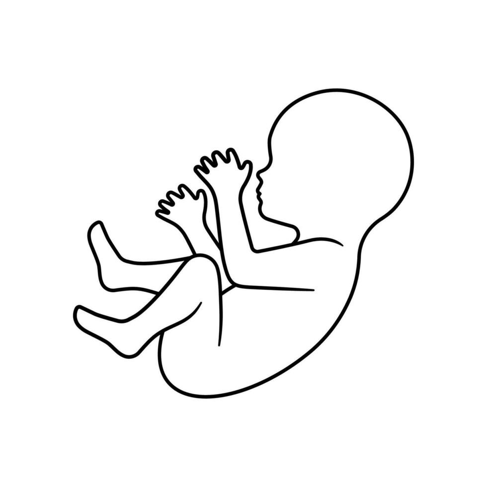 Baby fetus line art. Embryo human sign. vector