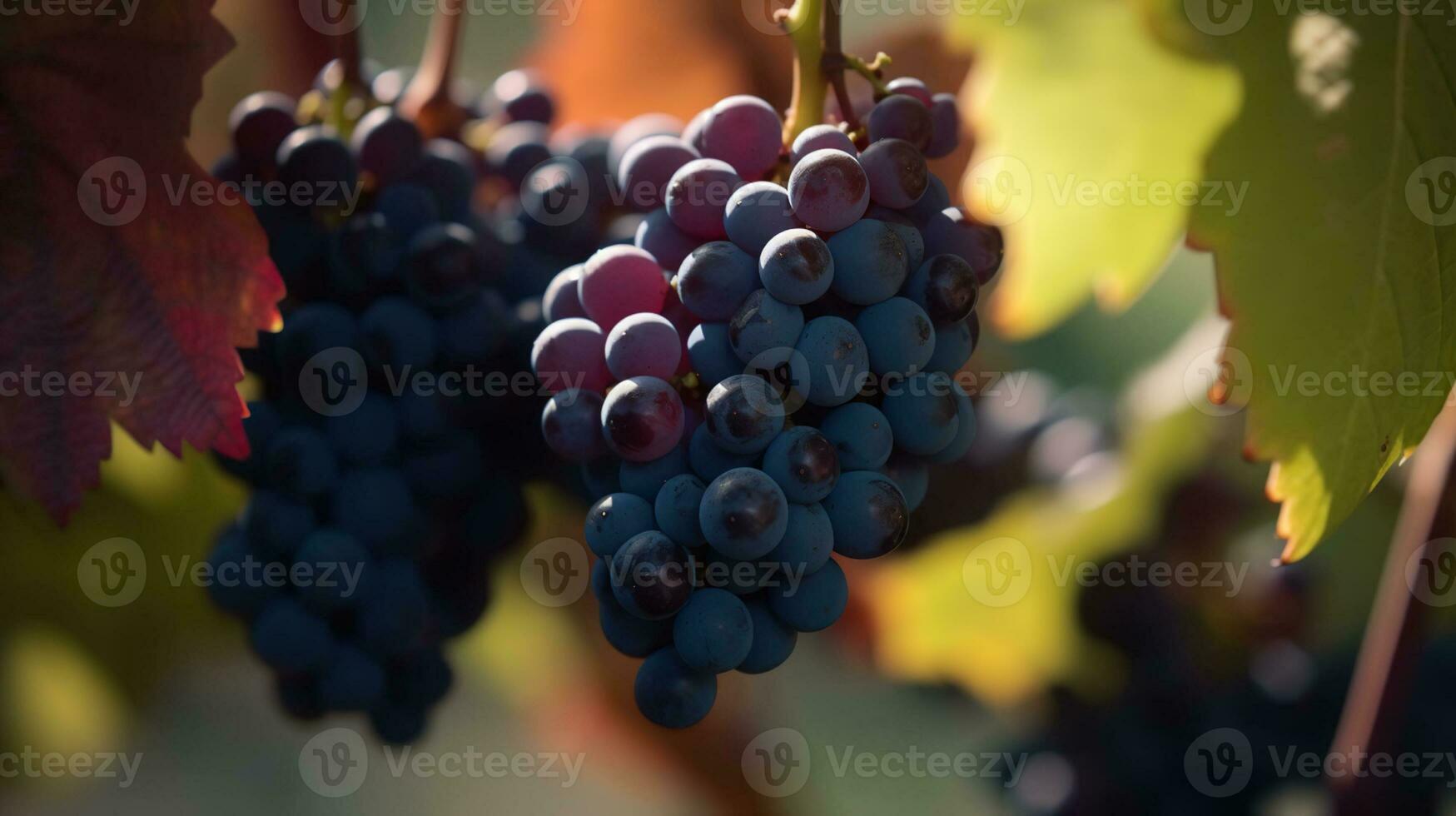 Vineyard in october. Bunches of grapes on branches. Close up, copy space, background. AI Generative photo