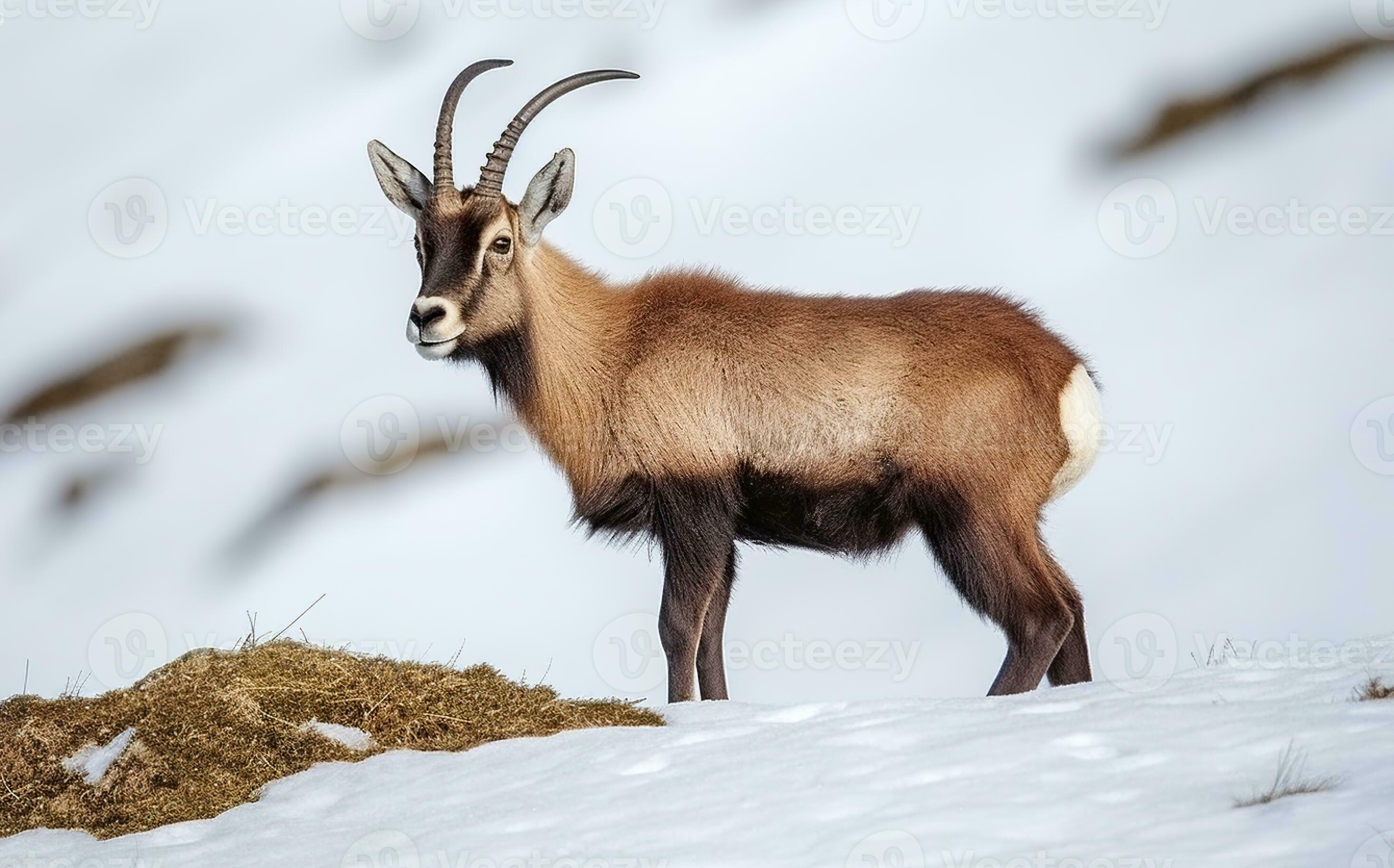 Calm wild alpine chamois with brown fur and horns walking on dry grassy