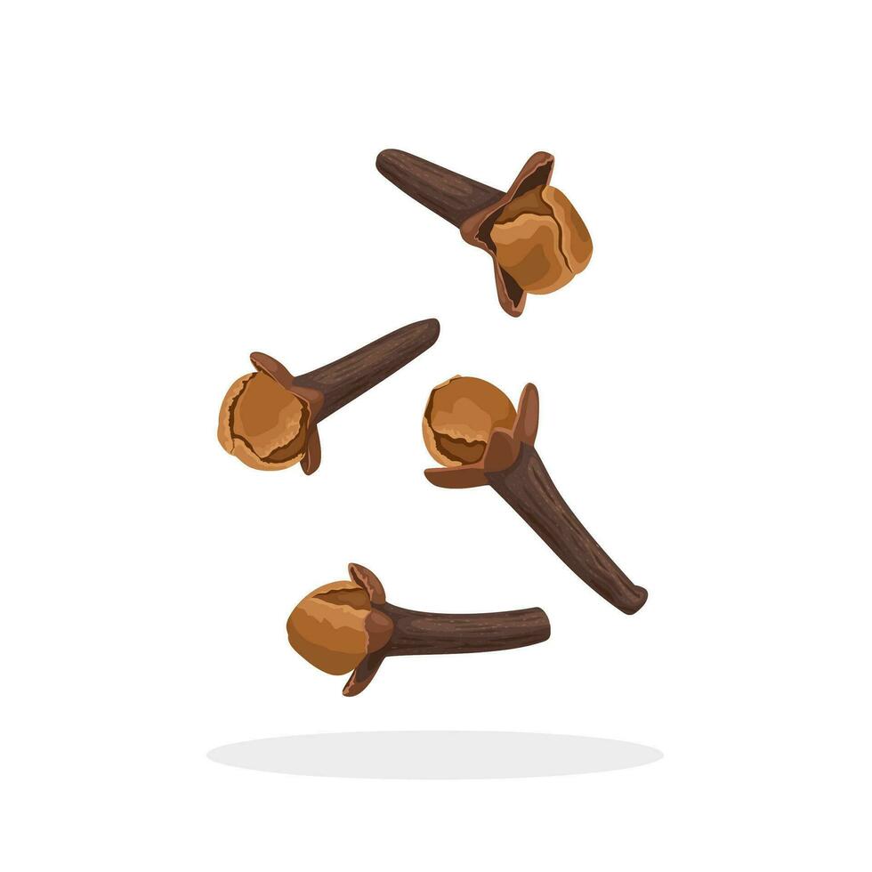 Vector illustration, dried cloves, spice from the flower bud of Syzygium aromaticum, isolated on white background.