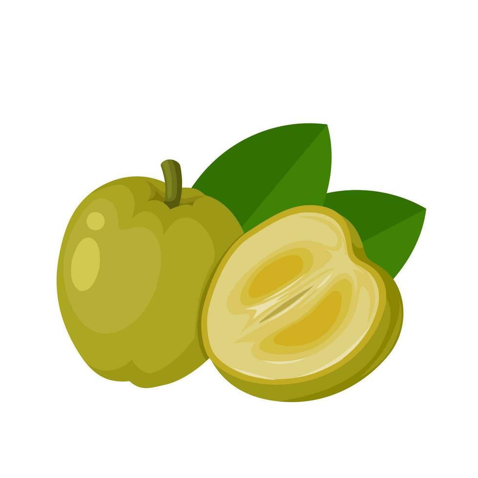 Vector illustration, white sapote or Casimiroa edulis, isolated on white background.