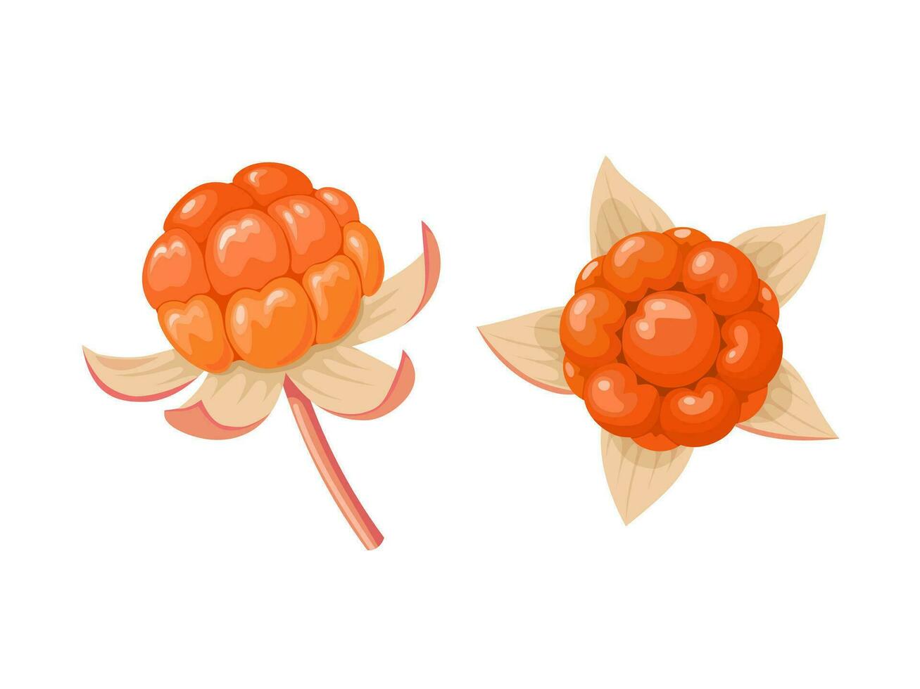 Vector illustration, Rubus chamaemorus, known as cloudberry, isolated on white background.