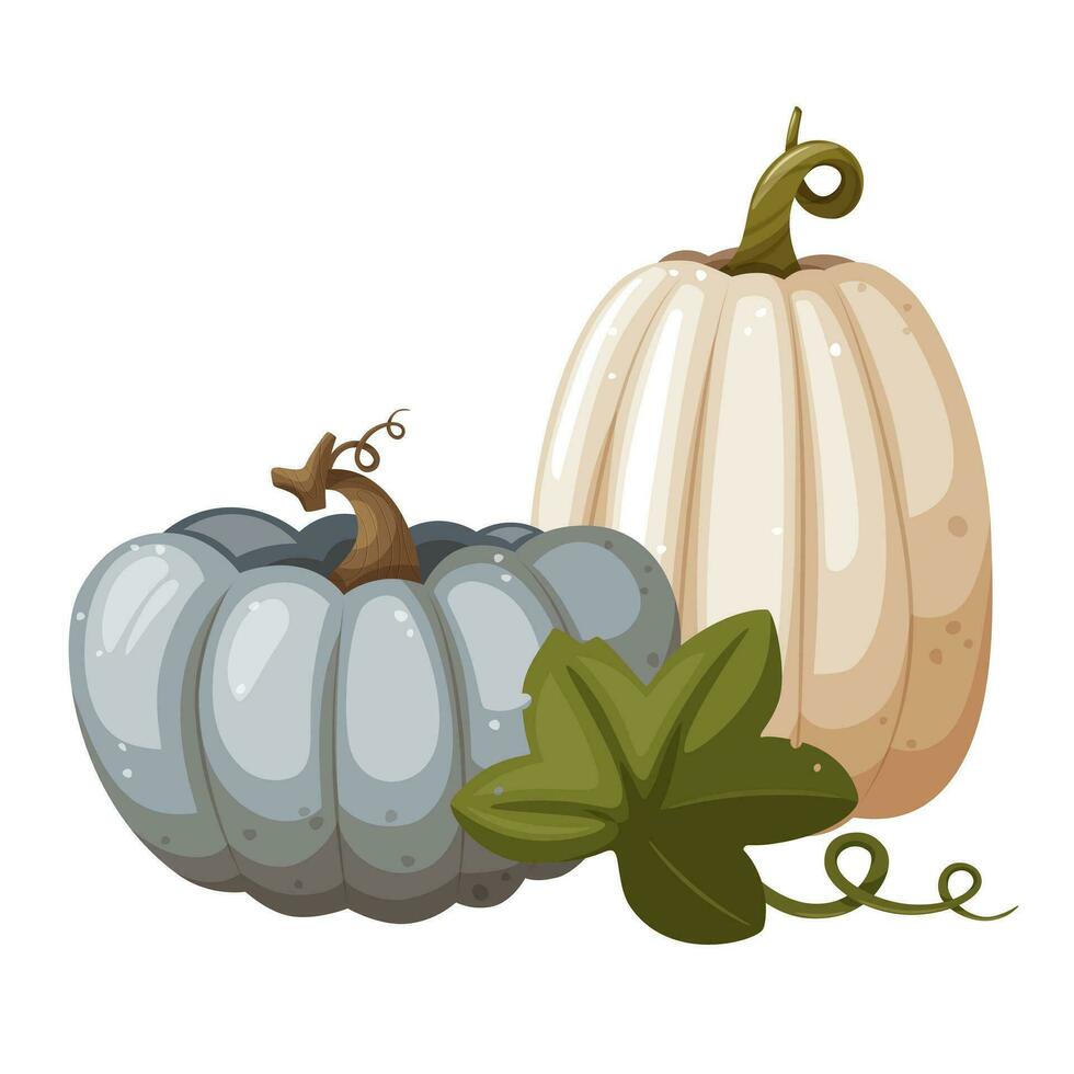 Unusual pumpkin. White pumpkin and blue pumpkin with leaf and swirl isolated on white background, vector illustration in cartoon flat style.