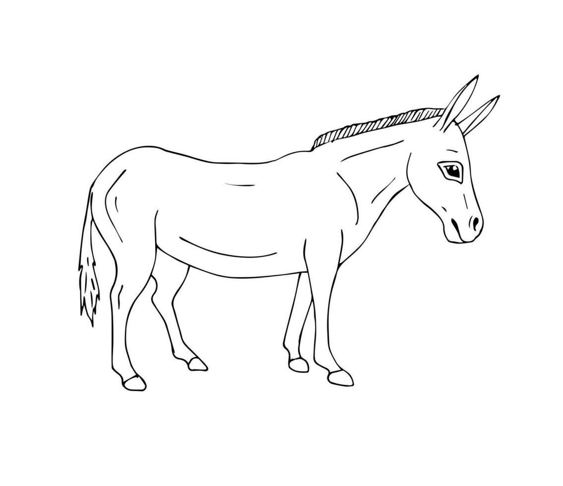 Vector hand drawn doodle sketch donkey