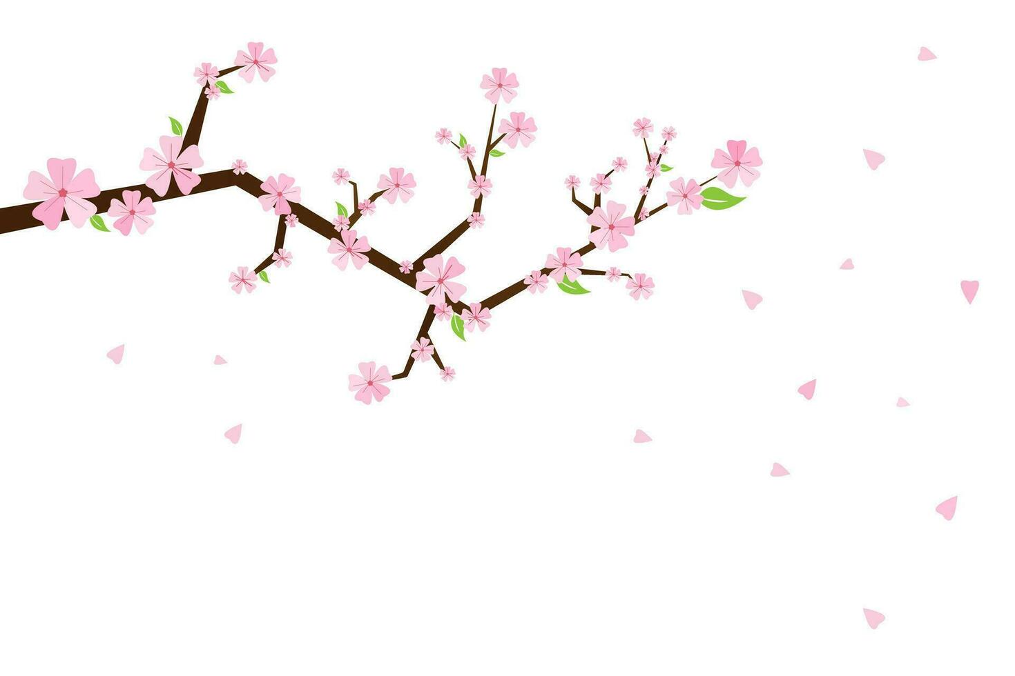 Sakura flowers. Cherry tree blossom. Spring garden flowers. Isolated white background. vector