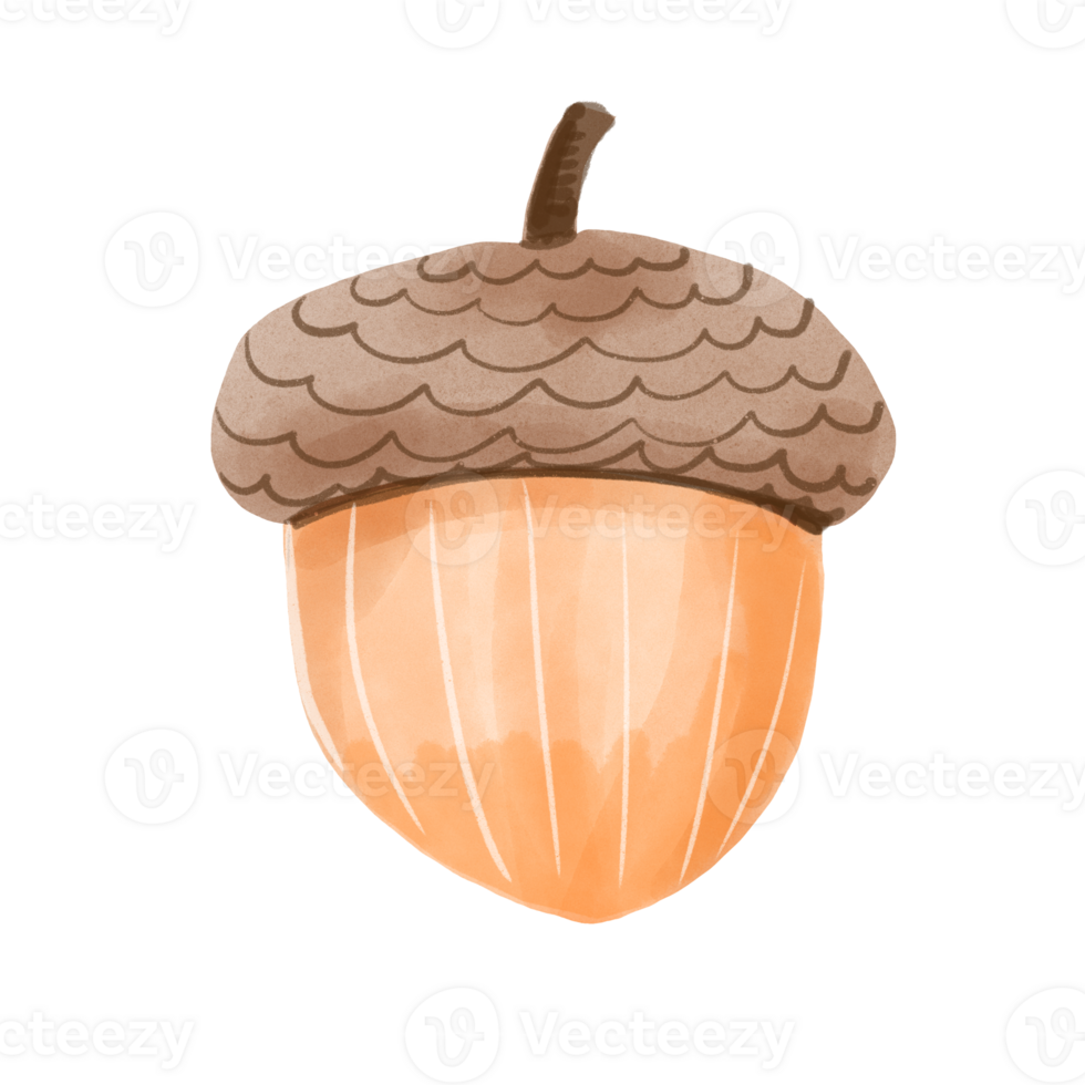 Acorn autumn element png