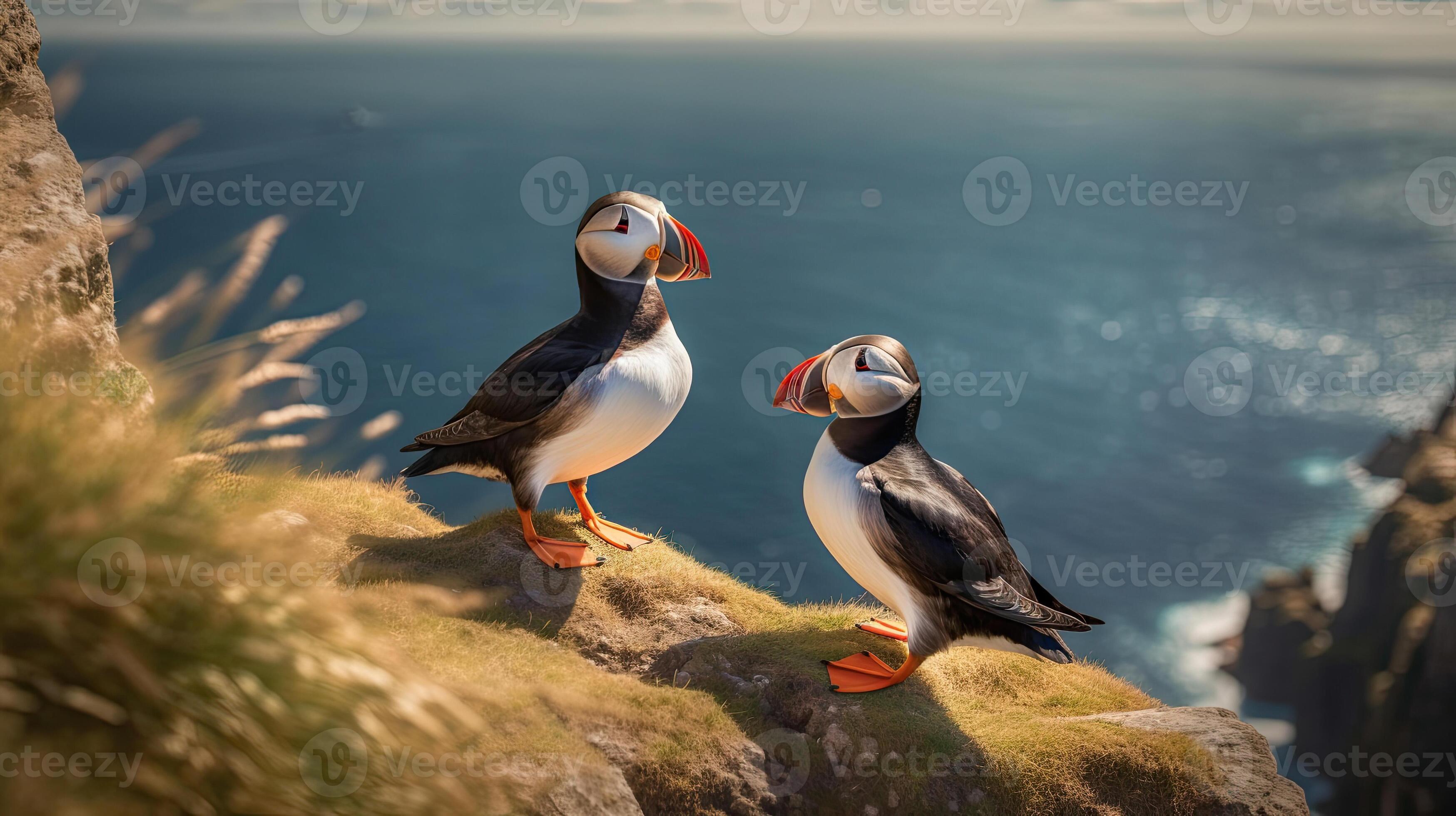 A pair of puffins sitting on a cliff together. Heimaey coast, Iceland ... Biology Diagrams