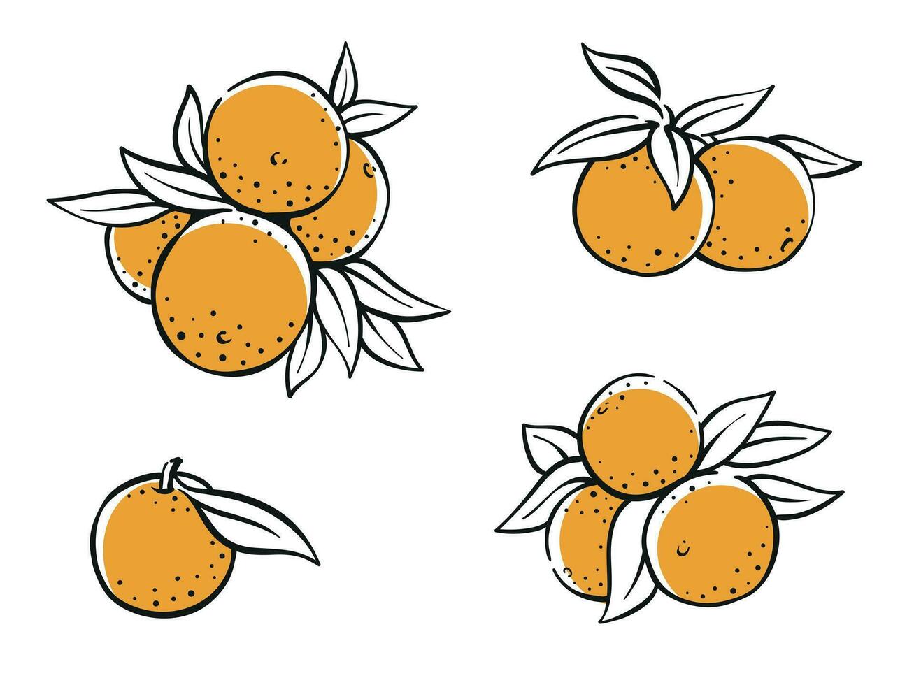 Collection of oranges with leaves simple colored illustration drawing vector healthy orange fruit design