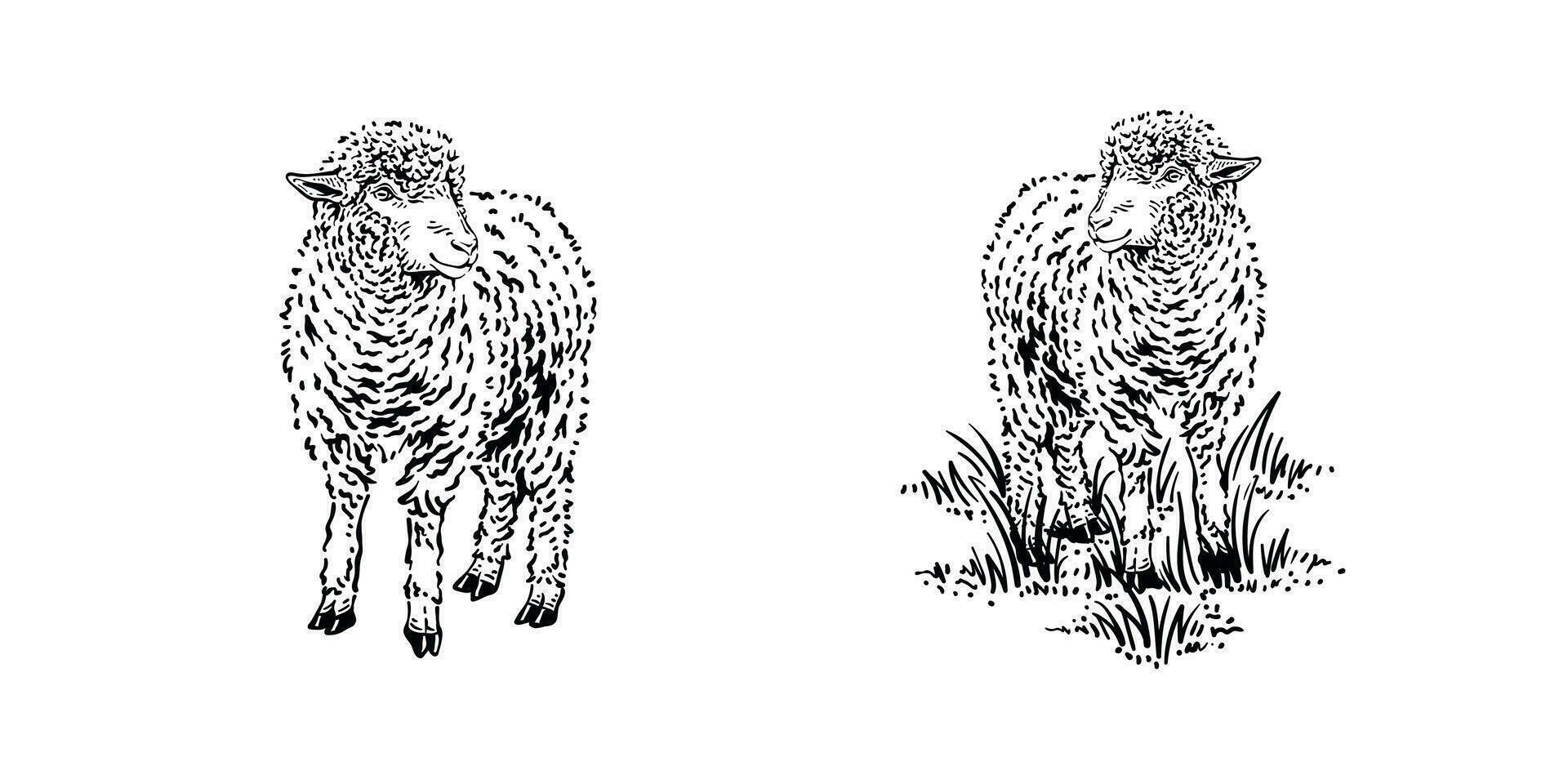 Detailed drawing of mountain sheep illustration vector design vintage