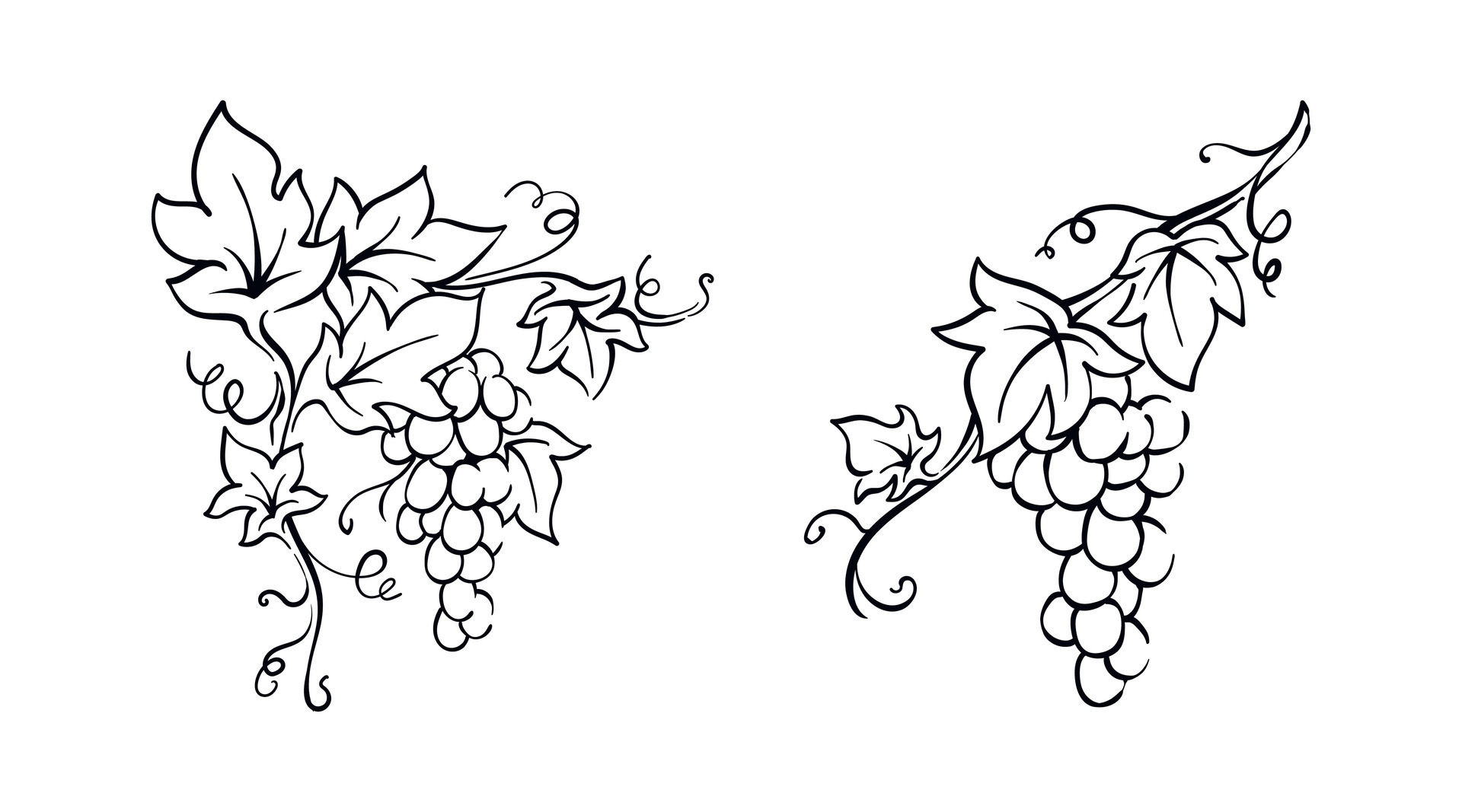 Grapevine with leaves illustration vector berries hand drawn vintage  drawing 28271503 Vector Art at Vecteezy