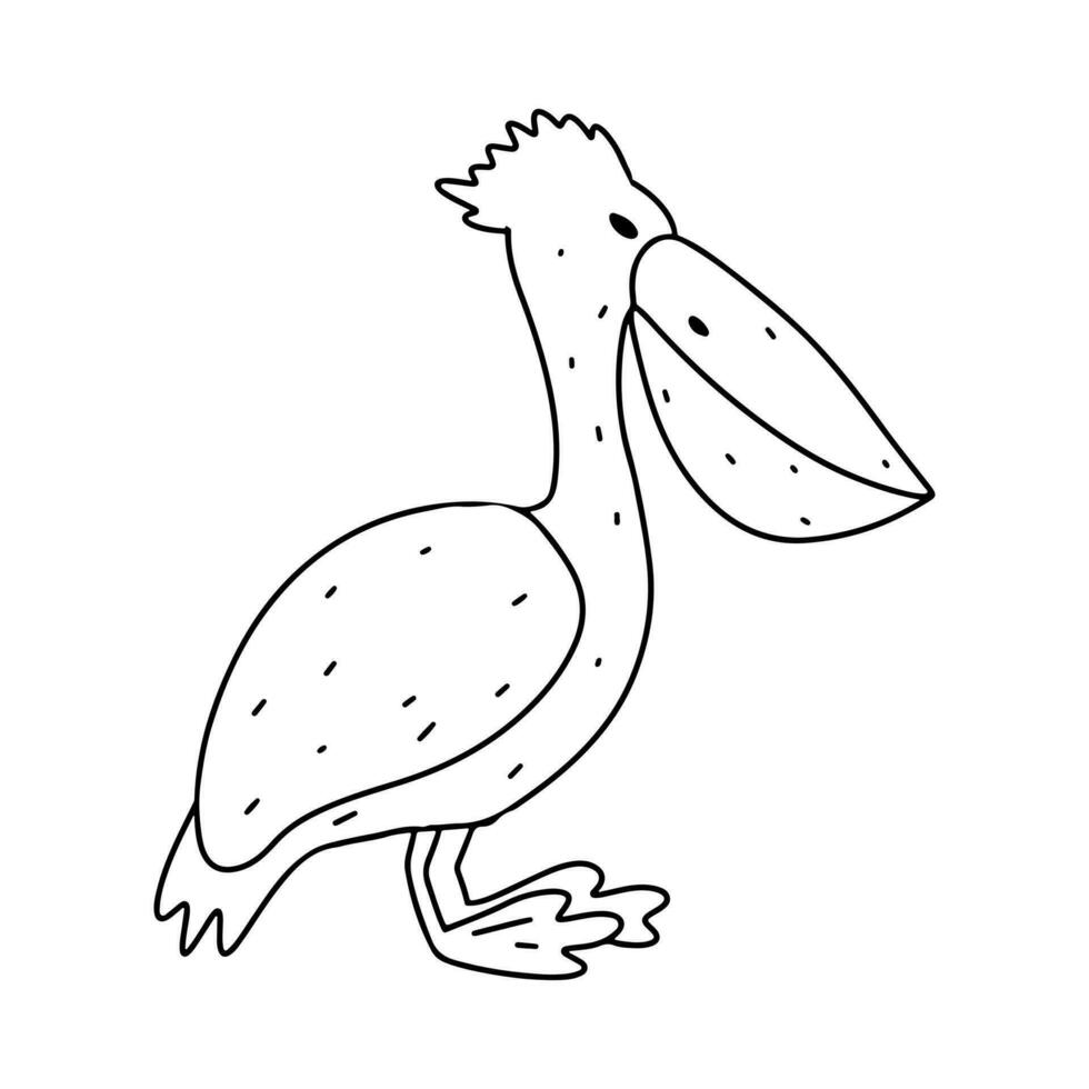 Cute Pelican. Hand drawn doodle style. Vector illustration isolated on white. Coloring page.