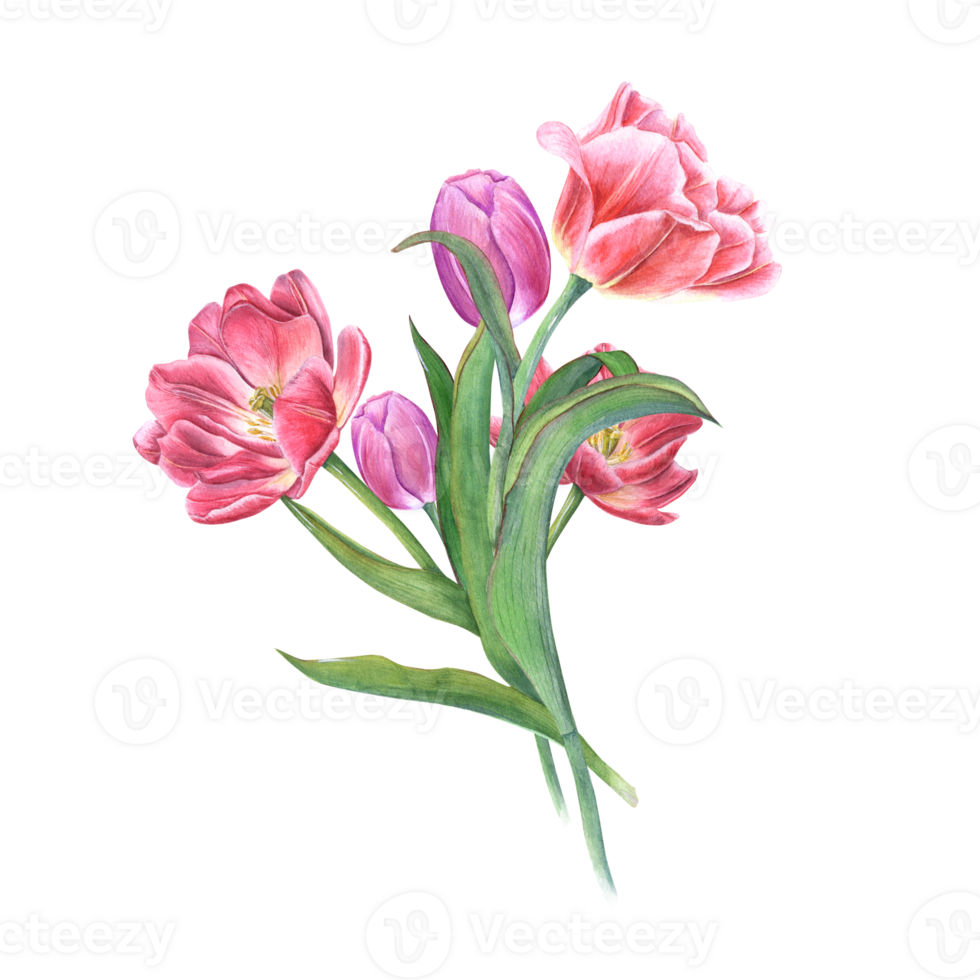 Watercolor bouquet of pink tulips. Beautiful illustration for the design of postcards, greetings, patterns, for Save the Date, Valentines day, birthday, wedding cards png