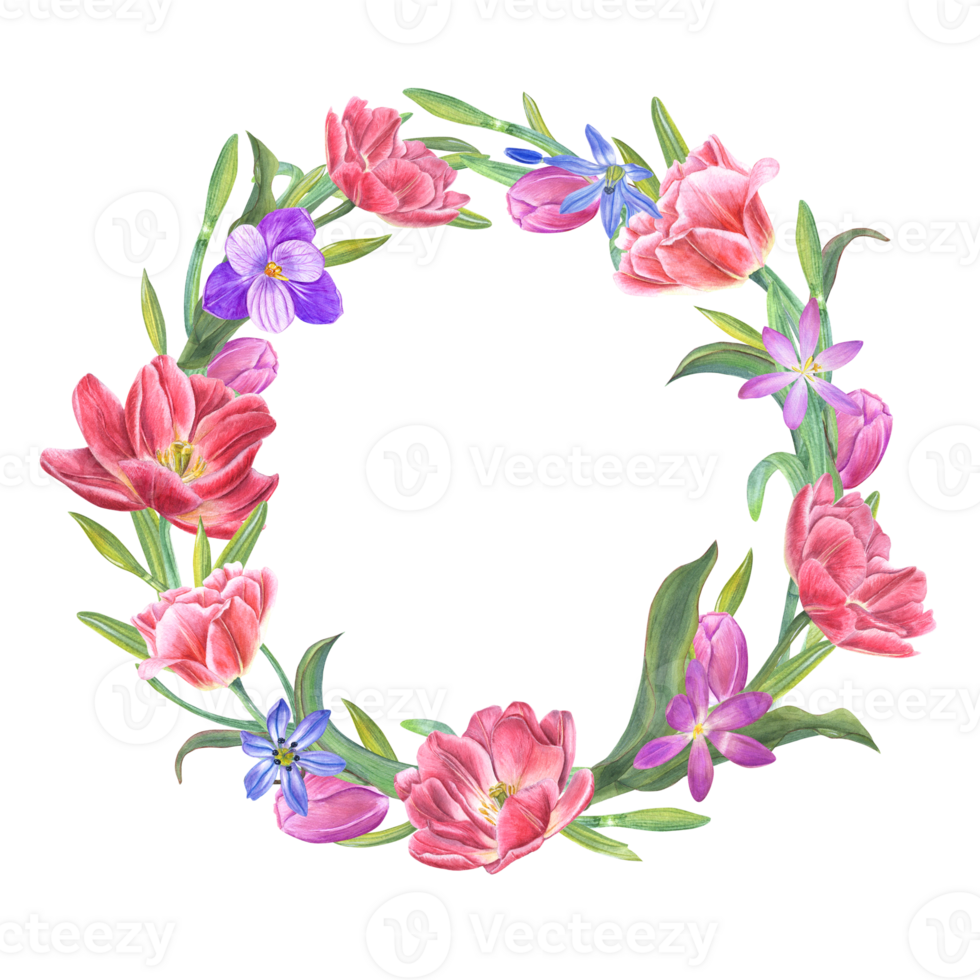 Watercolor wreath of tulips, daffodils, crocuses, scillas . Botanical painting for postcard design, invitation template, Valentines day, birthday, wedding, mother day cards png