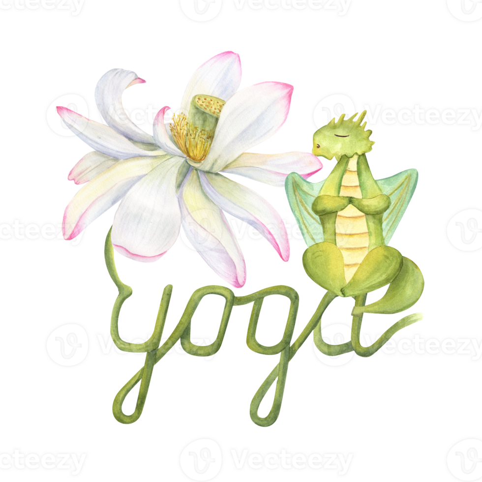 Green dragon meditating on lotus stem. Animal practicing fitness exercises. Realistic water lily flower and cartoon dragon. Stem curving into the word yoga. Watercolor illustration for yoga center png