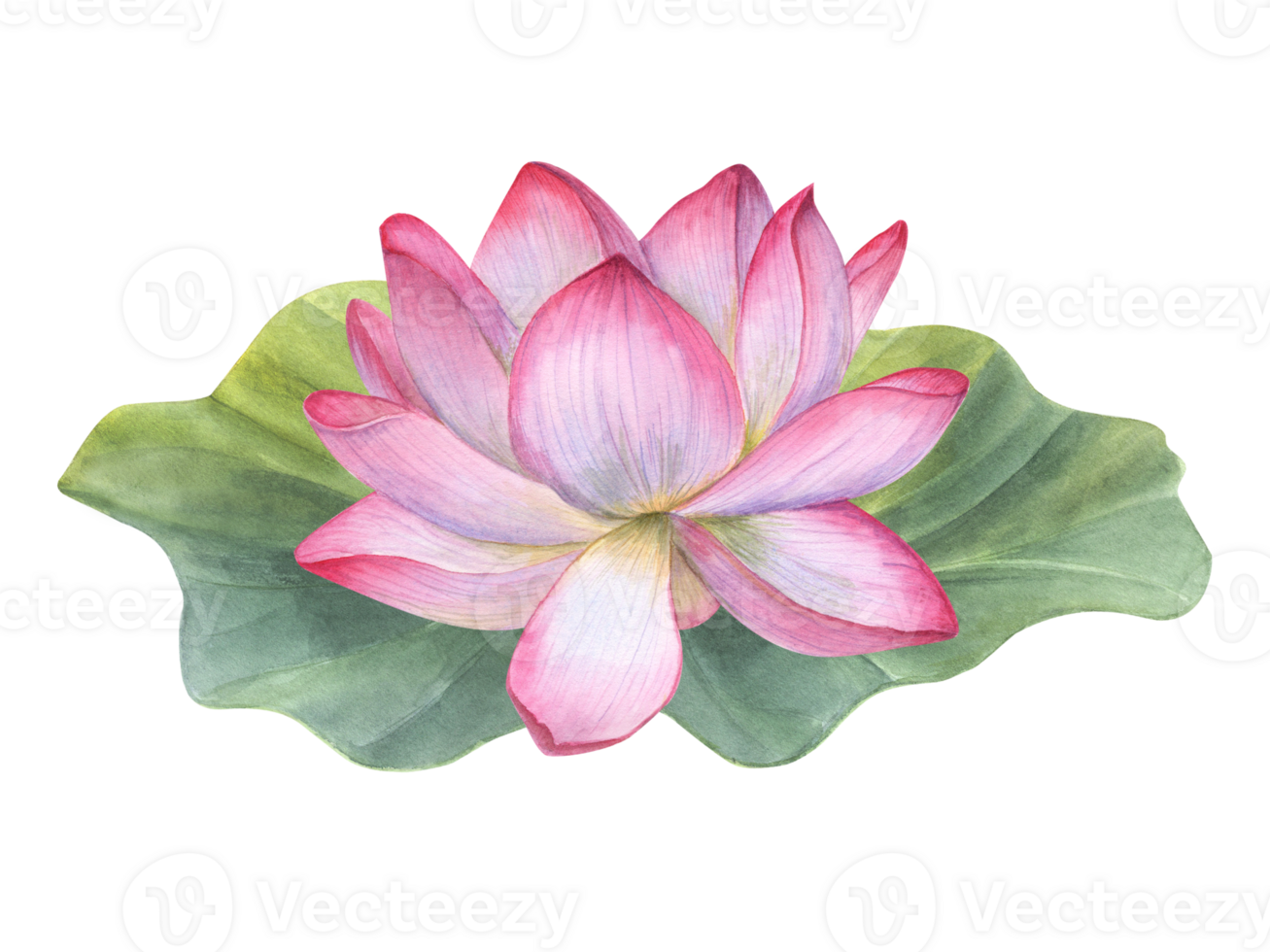 Pink Lotus Flower on green Leaf. Water lily, Indian lotus, sacred lotus. Watercolor illustration. Hand drawn composition for poster, cards, logo, label png