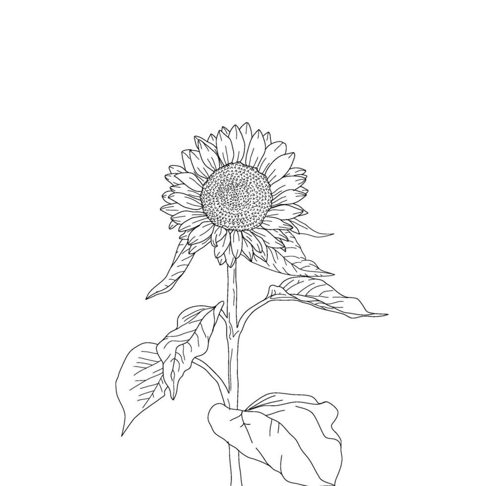 sunflower hand drawing. sketch sunflower. sunflower doodle. sunflower line art. vector