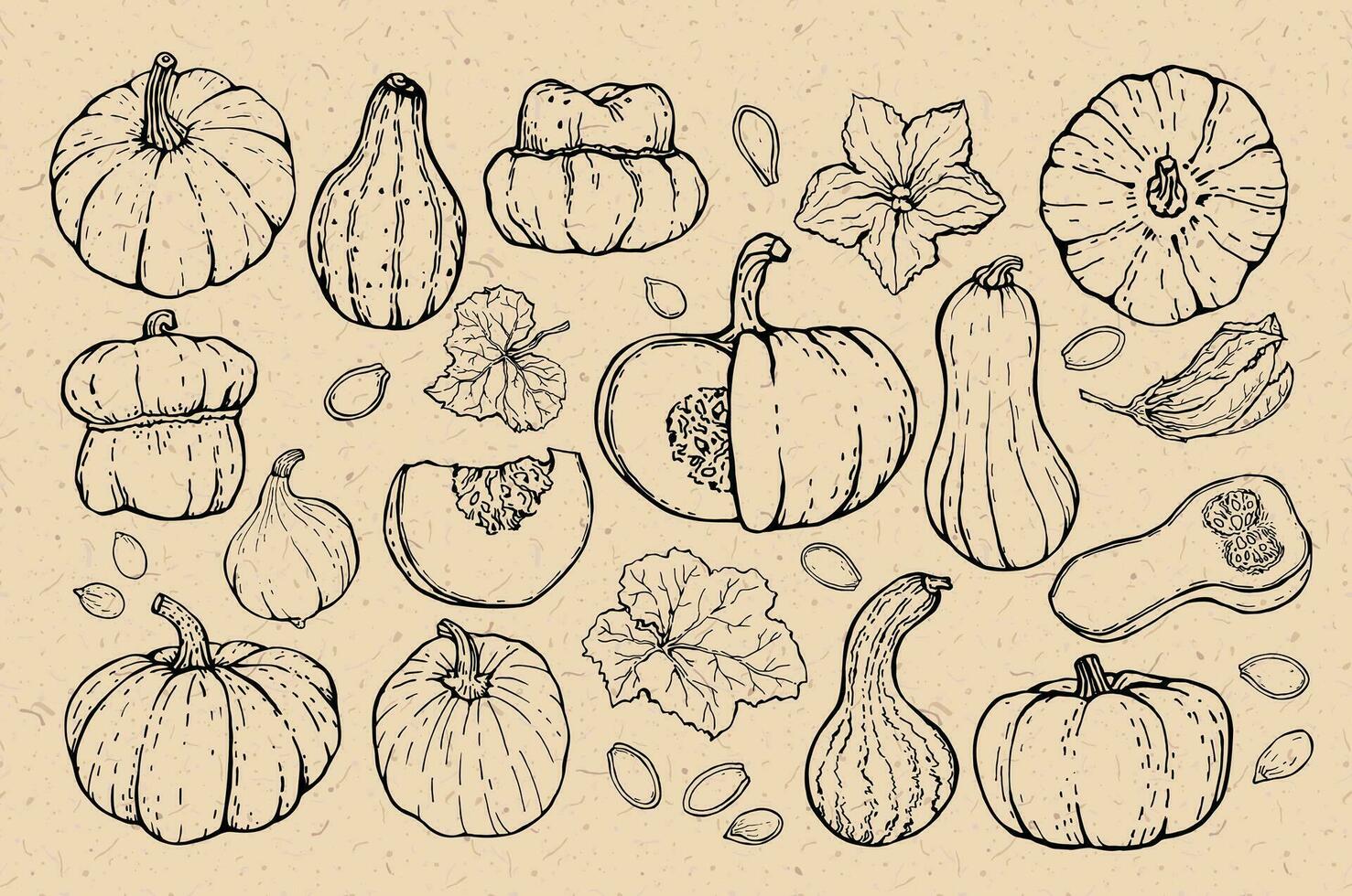 Pumpkin outlines set on cardboard background. Pumpkins of various shapes and characters, hand-drawn. Sketch. Vector illustrated clipart.