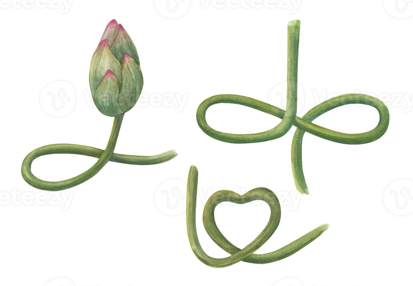 Lotus bud and curving stems. Constructor for creating bizarre flower shapes. The stem is heart shaped and mimics the lotus position. Watercolor illustration. png