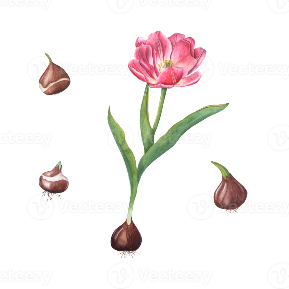 Watercolor spring illustration of pink tulip with bulb. Perfect for wallpaper, textile, for the design of magazines, books, notebooks, greeting cards, invitations png