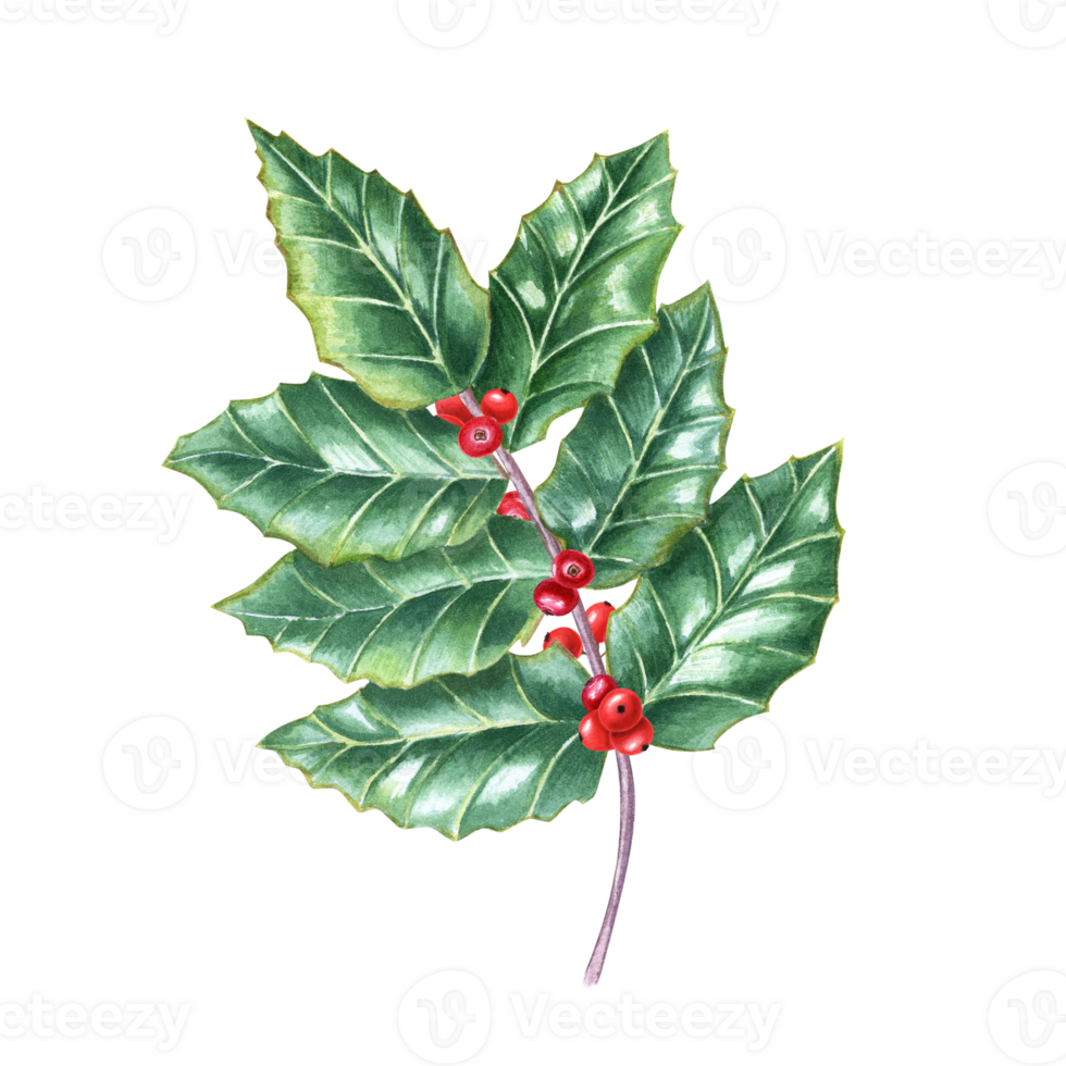 Curved branch of European holly. Fresh green ilex leaves with bunch of red berries. Watercolor illustration. For Christmas decoration, Xmas cards, New Year greetings png