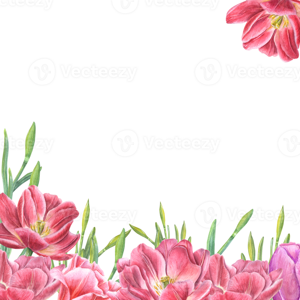 Watercolor frame of tulips, daffodils. Illustration for the design of Save the Date, Valentines day, birthday, wedding postcards, invitations png