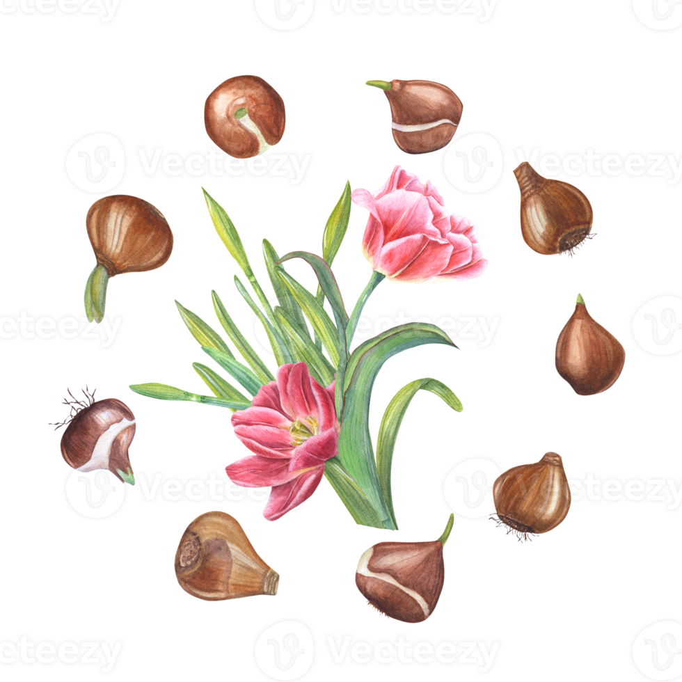 Watercolor round illustration of flowers bulbs with tulips, daffodils in center. Botanical frame for card, book design, logo stickers, labels, banners, templates png