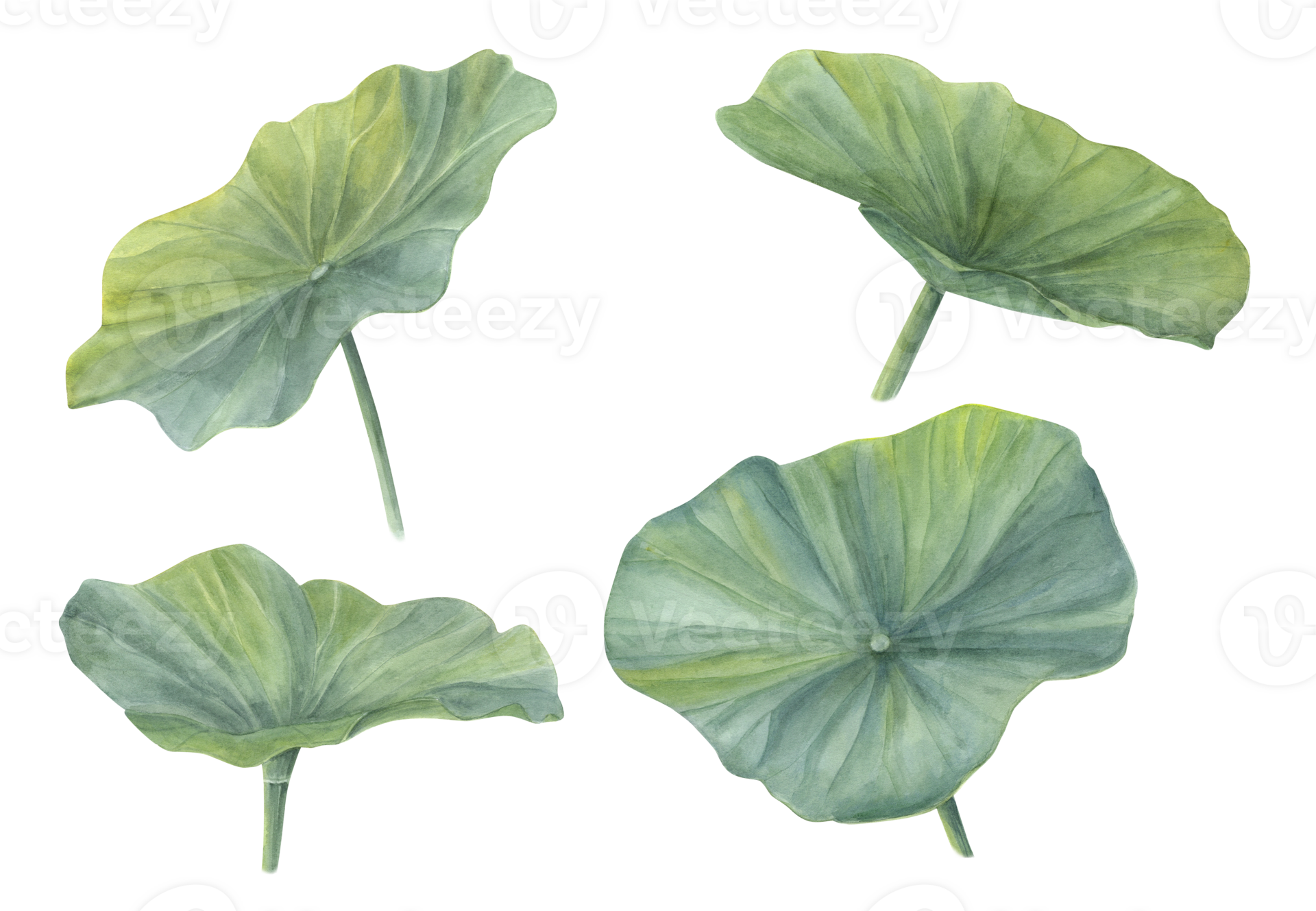 Watercolor set of Lotus Leaves. Green Water Lily Leaf. Hand drawn