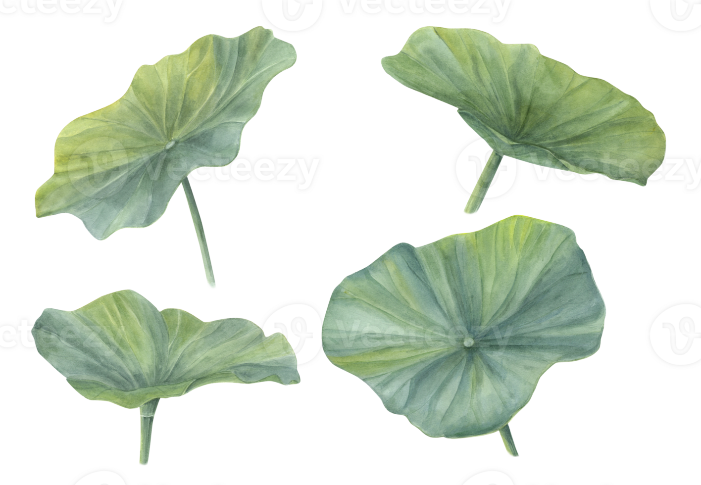 Watercolor set of Lotus Leaves. Green Water Lily Leaf. Hand drawn illustration. For create flower arrangements, logo, design png