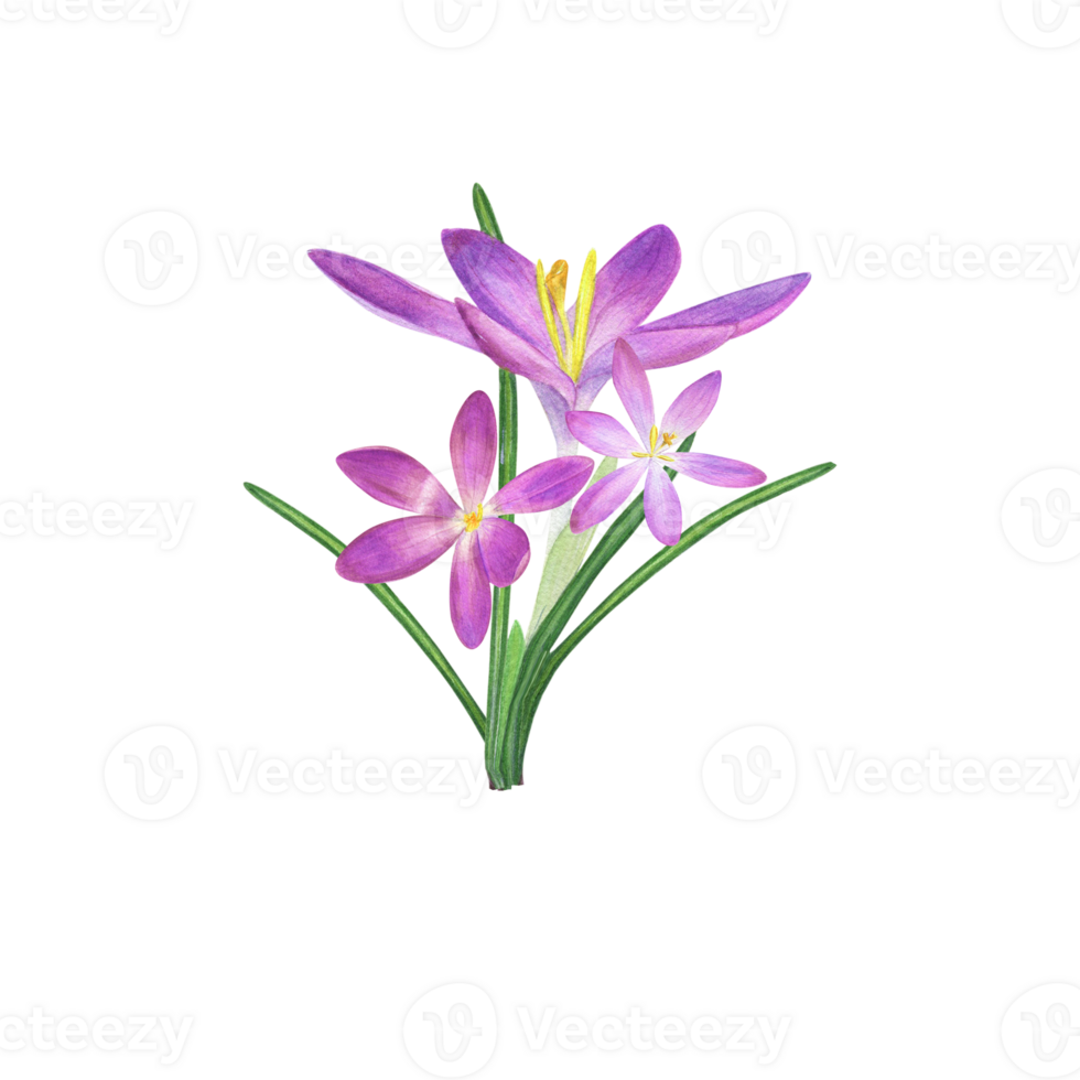 Watercolor bouquet of crocuses. Beautiful illustration for the design of postcards, greetings, patterns, for Save the Date, Valentines day, birthday, wedding cards png