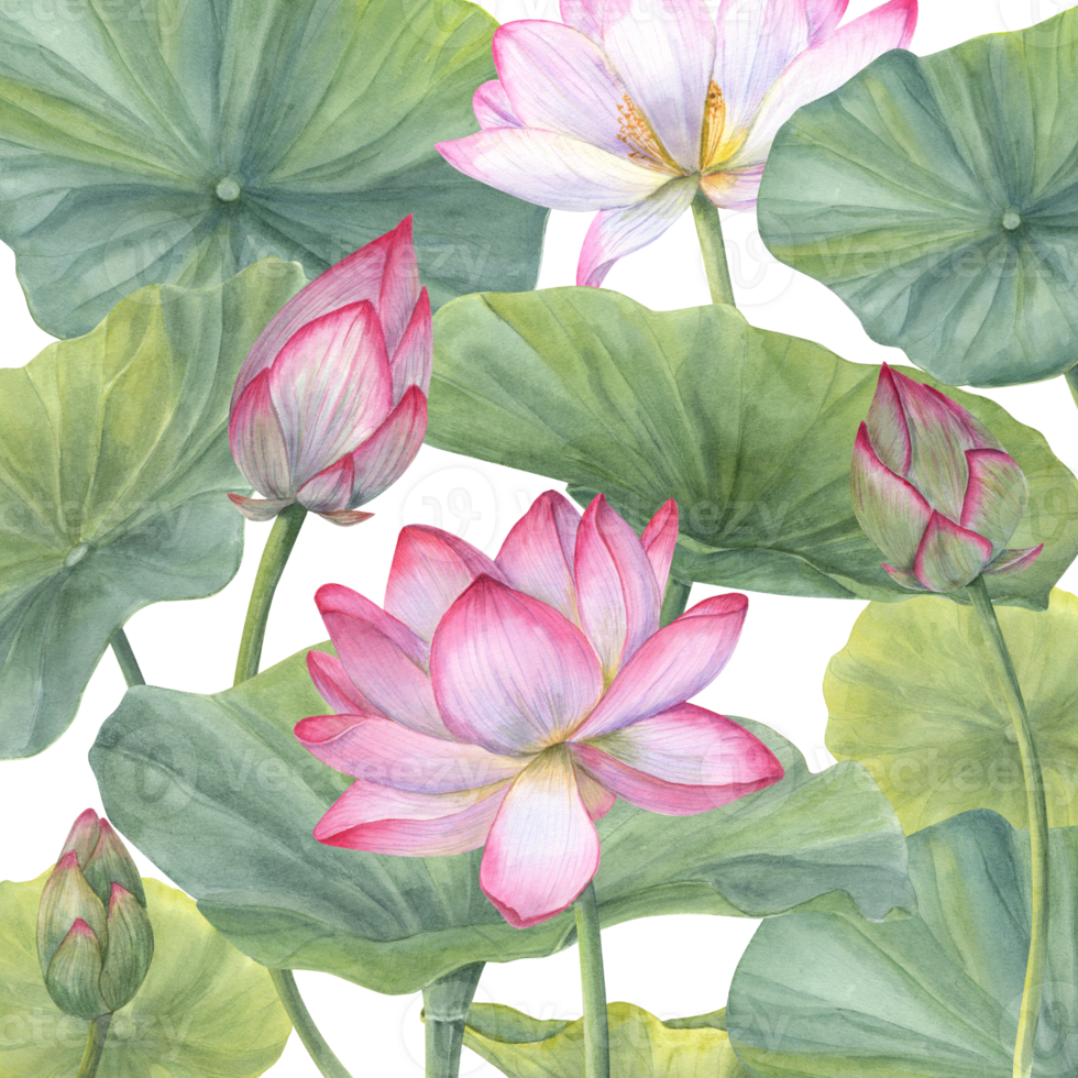 Floral composition with pink Lotus Flowers, Buds and Leaves. Water lily, Indian lotus, sacred lotus, green stems, leaf, bud. Watercolor illustration. png