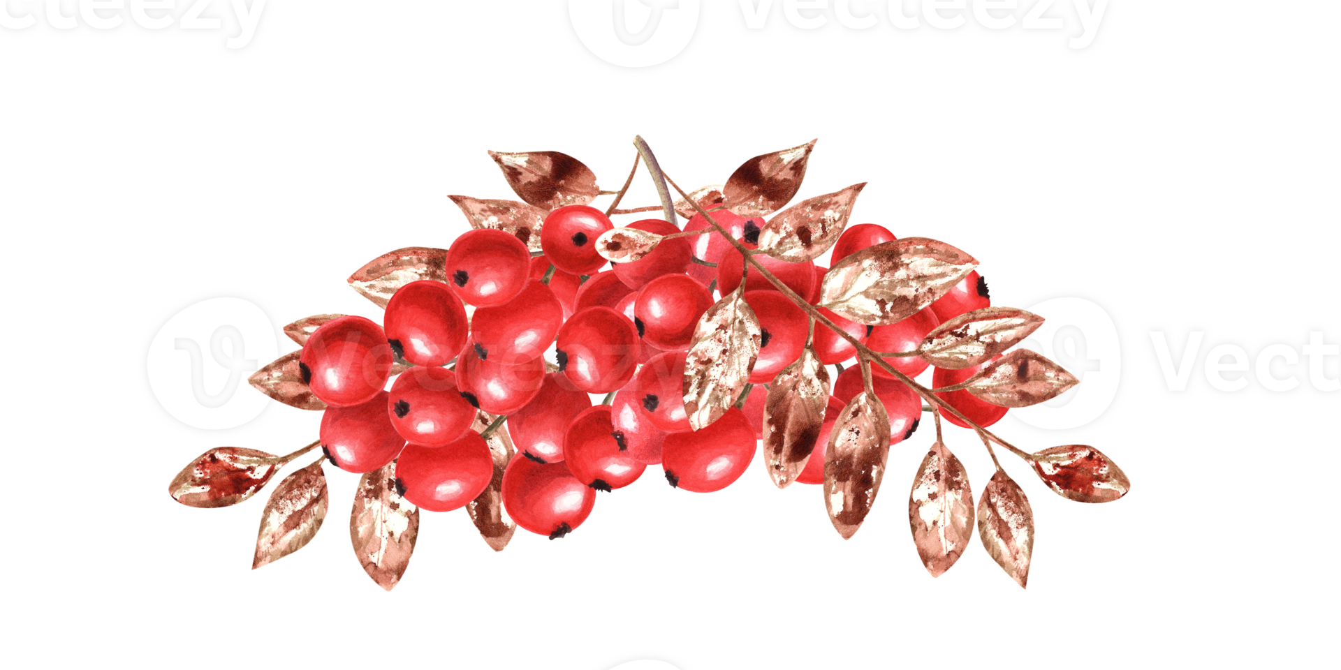 Bunch of ripe rowan berries with dried leaves. Autumn watercolor illustration with rowanberry. Sorbus aucuparia, mountain-ash, quick beam. Composition for wedding invitation, cards, covers png