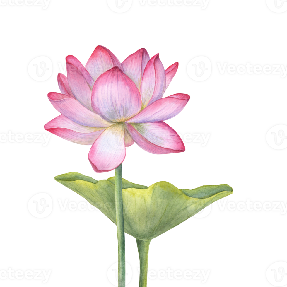 rosado loto flor y verde hoja. floreciente agua lirio. acuarela ilustración. mano dibujado composición para póster, tarjetas, saludo, productos cosméticos embalaje, spa centrar png