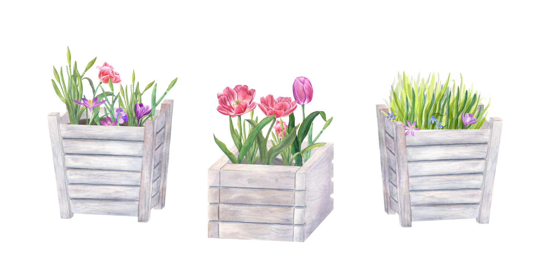 Pink double tulips, daffodils, crocus, scilla, grass in wooden flower pots Watercolor illustration for the design of postcards, booklets, flyers, labels, magazines png