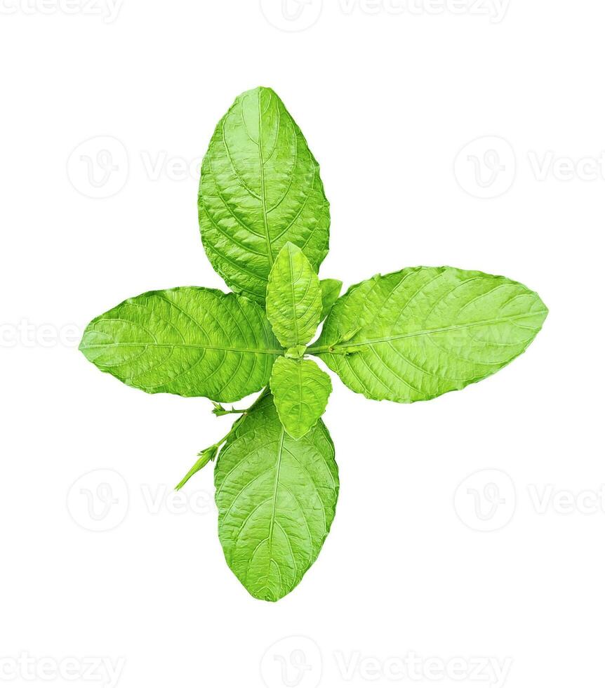 a leaf of mint on a white background photo