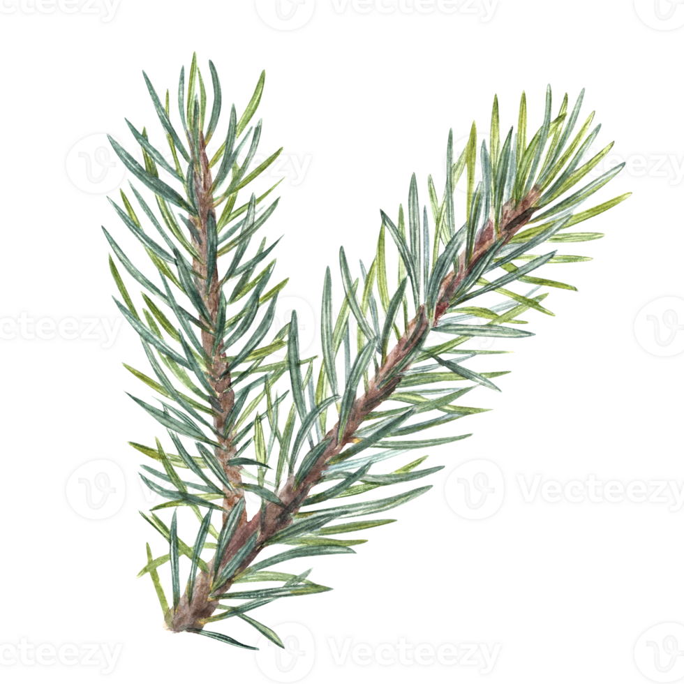 Watercolor Christmas Spruce branch. Botanical illustration of green lush sprig for winter postcard design, Xmas and New Year cards, greetings, patterns png