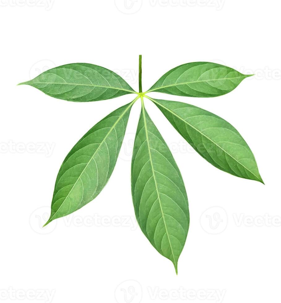 un verde hoja con cuatro hojas en blanco fondo, verde, hoja, planta, ecológico, naturaleza, árbol rama, aislado, cerca arriba, fondo, natural, árbol, fresco, jardín, primavera, verano, follaje foto