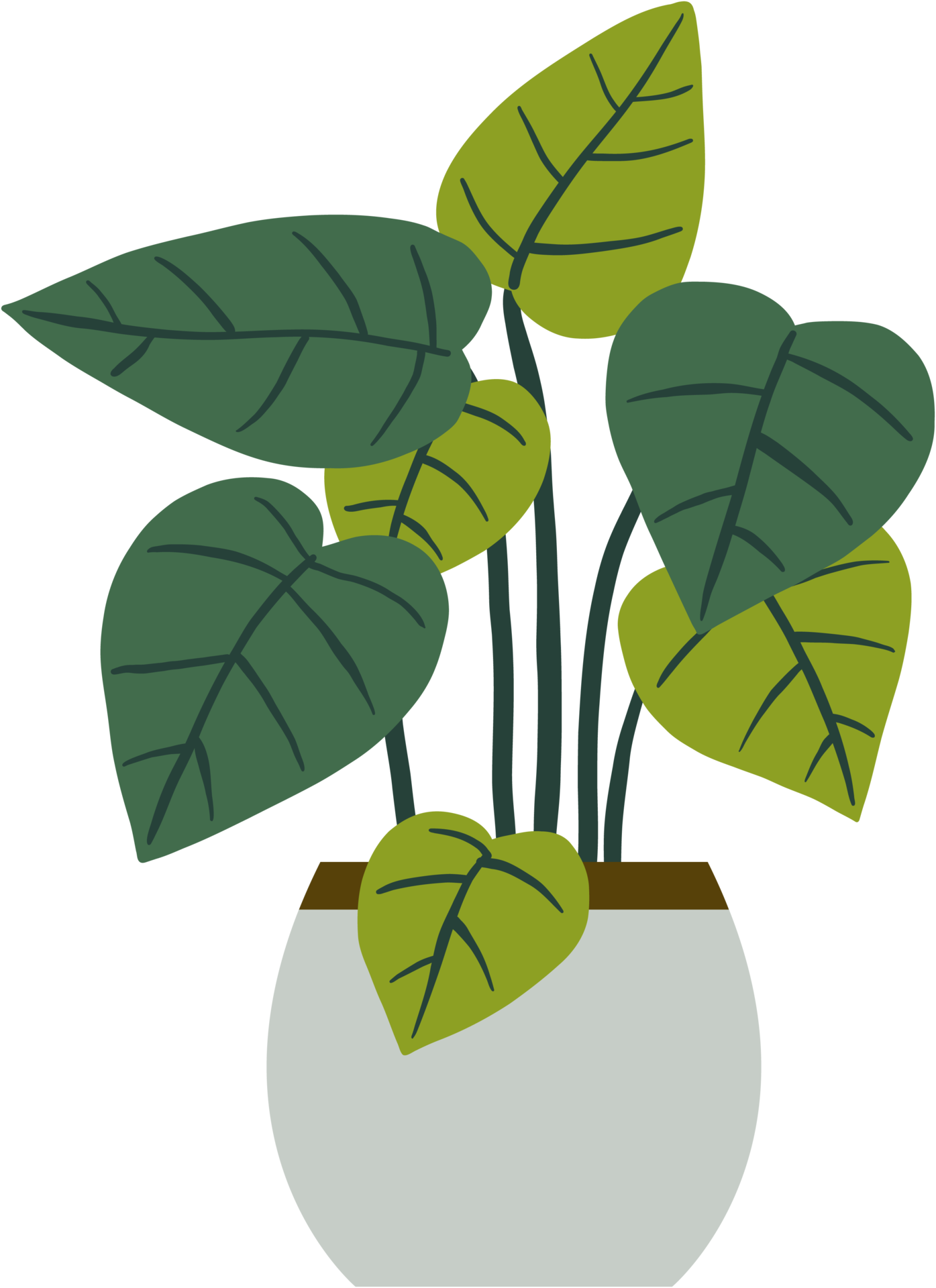 Houseplant Drawing Illustration 28273227 PNG houseplant-drawing-illustration-28273227-png