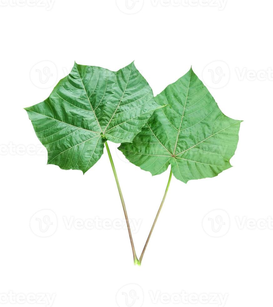 two large green leaves are shown on a white background photo