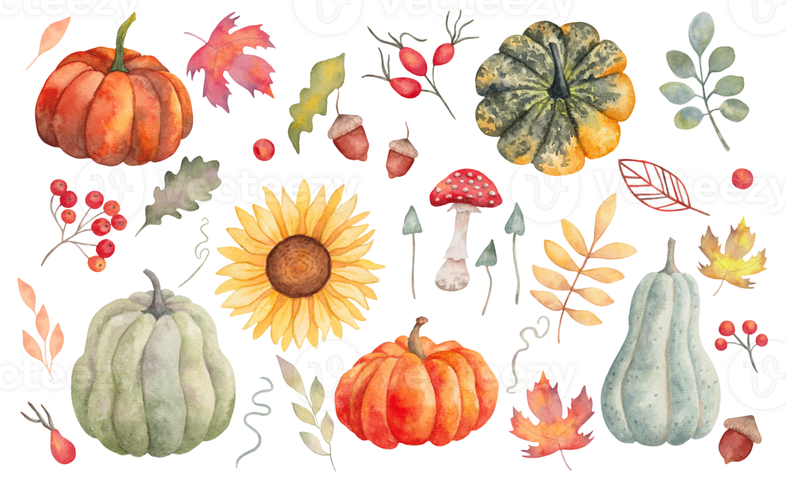 Collection of autumn elements. Pumpkins,maple leaves,sunflower,mushrooms,acorn,oak leaf,rose hip,rowan. Clipart for seasonal holidays design. Thanksgiving,Halloween.Handmade isolated art. png